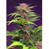 NEW - SWEET SEEDS - RED MIMOSA XL AUTO - 3+1 SEMI