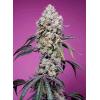 NEW - SWEET SEEDS - SWEET MANDARINE ZKITTLEZ FEM - F1 FAST VERSION - 3+1 SEMI