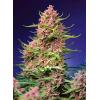 NEW - SWEET SEEDS - STRAWBERRY COLA SHERBET FEM - F1 FAST VERSION - 5+2 SEMI 