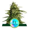 ROYAL QUEEN SEEDS - F1 HYBRIDS - MILKY WAY F1 AUTO - 3 SEEDS
