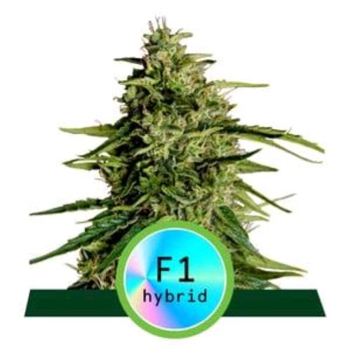 ROYAL QUEEN SEEDS - F1 HYBRIDS - MILKY WAY F1 AUTO - 1 SEED
