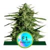 ROYAL QUEEN SEEDS - F1 HYBRIDS - TITAN F1 AUTO - 3 SEEDS