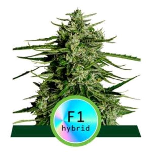 ROYAL QUEEN SEEDS - F1 HYBRIDS - TITAN F1 AUTO - 3 SEEDS