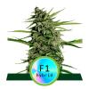 ROYAL QUEEN SEEDS - F1 HYBRIDS - ORION F1 AUTO - 3 SEEDS