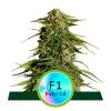 NEW - ROYAL QUEEN SEEDS - F1 HYBRIDS - EPSILON F1 AUTO - 1 SEME
