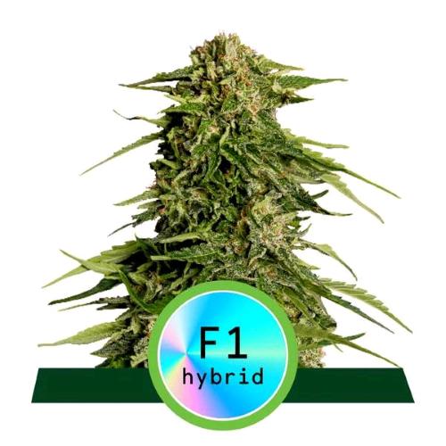 ROYAL QUEEN SEEDS - F1 HYBRIDS - EPSILON F1 AUTO - 3 SEEDS