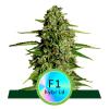 ROYAL QUEEN SEEDS - F1 HYBRIDS - MEDUSA F1 AUTO - 3 SEEDS