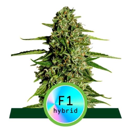 ROYAL QUEEN SEEDS - F1 HYBRIDS - MEDUSA F1 AUTO - 10 SEEDS