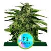 NEW - ROYAL QUEEN SEEDS - F1 HYBRIDS - APOLLO F1 AUTO - 1 SEME