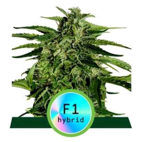 ROYAL QUEEN SEEDS - F1 HYBRIDS - APOLLO F1 AUTO - 10 SEEDS