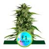 NEW - ROYAL QUEEN SEEDS - F1 HYBRIDS - HYPERION F1 AUTO - 1 SEME