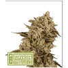 NEW - SEED STOCKERS - APOLLO BLACK CHERRY FEM - 3 SEMI