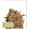 NEW - SEED STOCKERS - APOLLO BLACK CHERRY AUTO - 3 SEMI