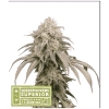 NEW - SEED STOCKERS - MANDARIN PANTIES AUTO - 5 SEMI