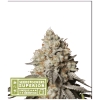 NEW - SEED STOCKERS - PANTY PUNCH AUTO - 3 SEMI