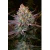 SERIOUS SEEDS - SERIOTICA FEM - 6 SEMI