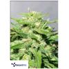 TERPETHIC - BASKET FRUIT XL AUTO - 3 SEMI 