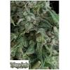 TRIKOMA SEEDS - AK 74 FEM - 5 SEMI