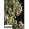 TRIKOMA SEEDS - AK 74 AUTO - 5 SEMI