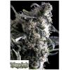 TRIKOMA SEEDS - AL TIRO AUTO - 5 SEMI