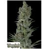 TRIKOMA SEEDS - CRITICAL PLUS AUTO - 5 SEMI