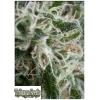 TRIKOMA SEEDS - JACK HERER AUTO - 100 SEMI