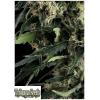 TRIKOMA SEEDS - NORTHERN LIGHTS AUTO - 5 SEMI