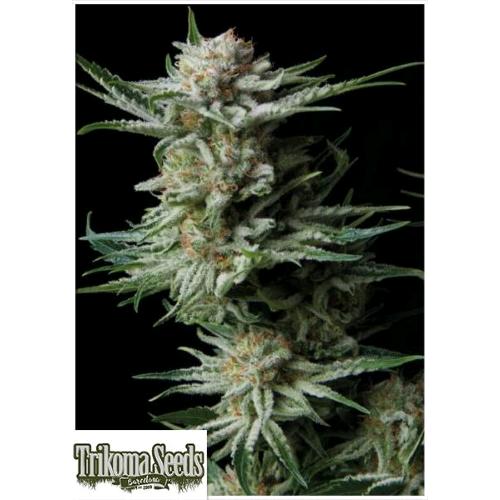 TRIKOMA SEEDS - PATAGONIA AUTO - 5 SEEDS