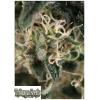 TRIKOMA SEEDS - TOTAL CHEESE AUTO - 5 SEMI
