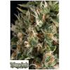 TRIKOMA SEEDS - WENDY AUTO - 5 SEMI