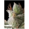 TRIKOMA SEEDS - WHITE WIDOW AUTO - 5 SEMI