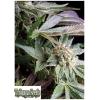 TRIKOMA SEEDS - BLUE BERRY FEM - 5 SEMI