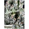 TRIKOMA SEEDS - BOCA NEGRA FEM - 5 SEMI