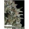 TRIKOMA SEEDS - CRITICAL PLUS FEM - 5 SEMI