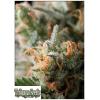 TRIKOMA SEEDS - JACK HERER FEM - 5 SEMI