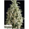 TRIKOMA SEEDS - MALAQUERIDA FEM - 5 SEMI