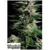 TRIKOMA SEEDS - PATAGONIA FEM - 5 SEMI