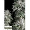 TRIKOMA SEEDS - WHITE WIDOW FEM - 100 SEEDS