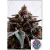 DELICIOUS SEEDS - GOLOSA FEM - 1 SEED