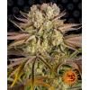 BARNEY'S FARM - PINEAPPLE EXPRESS - 5 SEEDS