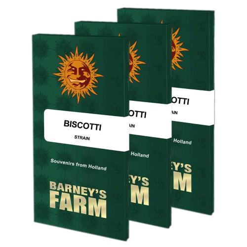BARNEY'S FARM - BISCOTTI FEM - 3 SEMI