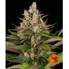 BARNEY'S FARM - SOUR STRAWBERRY FEM - 5 SEEDS