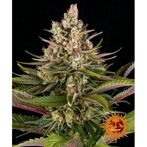 BARNEY'S FARM - SOUR STRAWBERRY FEM - 10 SEEDS