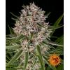 BARNEY'S FARM - LEMON HAZE AUTO - 3 SEMI