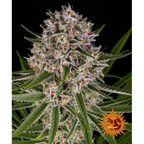 BARNEY'S FARM - LEMON HAZE AUTO - 1 SEED