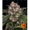 BARNEY'S FARM - OG KUSH AUTO - 3 SEEDS