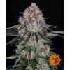 BARNEY'S FARM - SOUR DIESEL AUTO - 3 SEEDS
