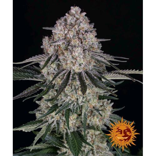 BARNEY'S FARM - SOUR DIESEL AUTO - 10 SEEDS