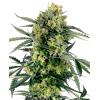 NEW - SENSI SEEDS - BLUEBERRY ZKITTLEZ AUTO - 10 SEMI