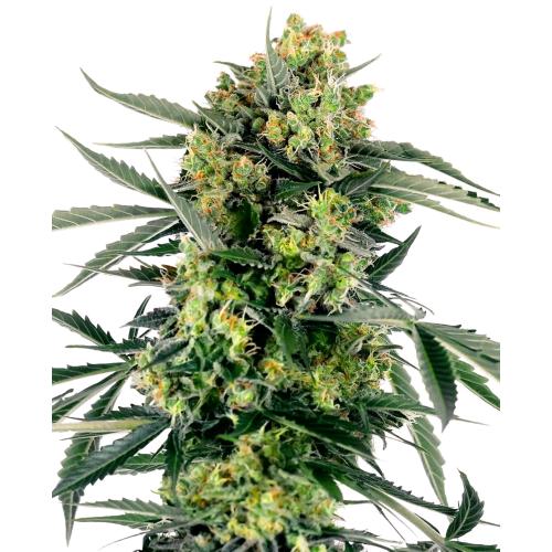 SENSI SEEDS - BLUEBERRY CANDIEZ AUTO - 3 SEMI